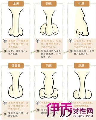 鼻毛外露 面相|十六种鼻子面相图文分析三六风水网